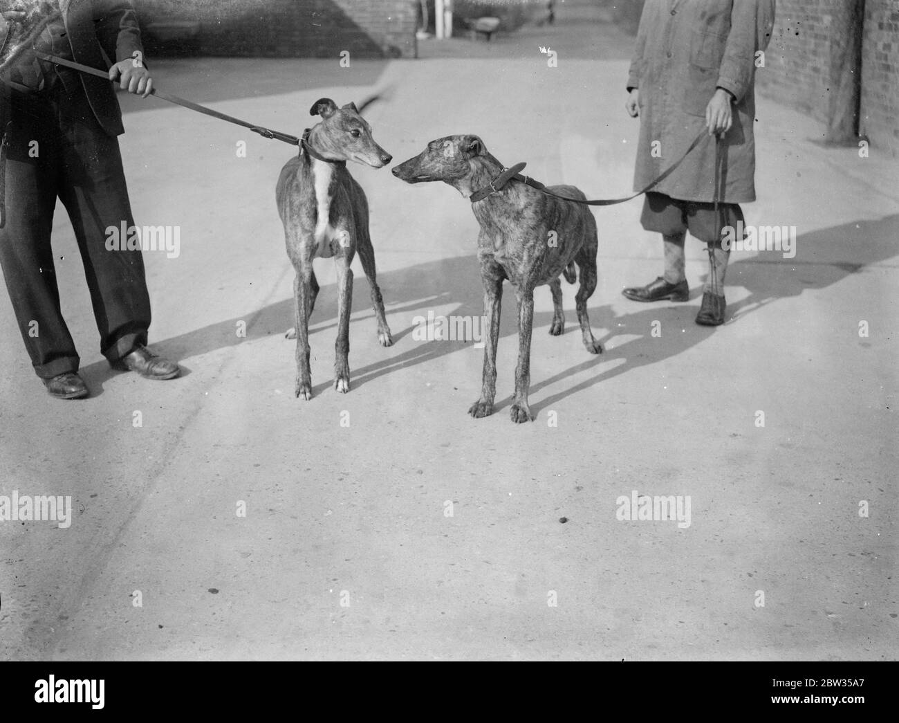 Favori pour Dog Derby trouve double dans Northaw quartiers d'entraînement . Wild Woolley , le favori pour le Dog Derby , a trouvé un double dans un parent , en formation aux quartiers d'entraînement de la Greyhound Racing Association à Northaw , près de Potters Bar . Il est un chiot de 11 mois de Hanley Silent Lassie , qui est une soeur de litière de Wild Witch , barrage de Wild Woolley . Wild Woolley ( à gauche ) faisant la connaissance avec son jeune double aux Northaw Kennels . 10 mars 1933 Banque D'Images