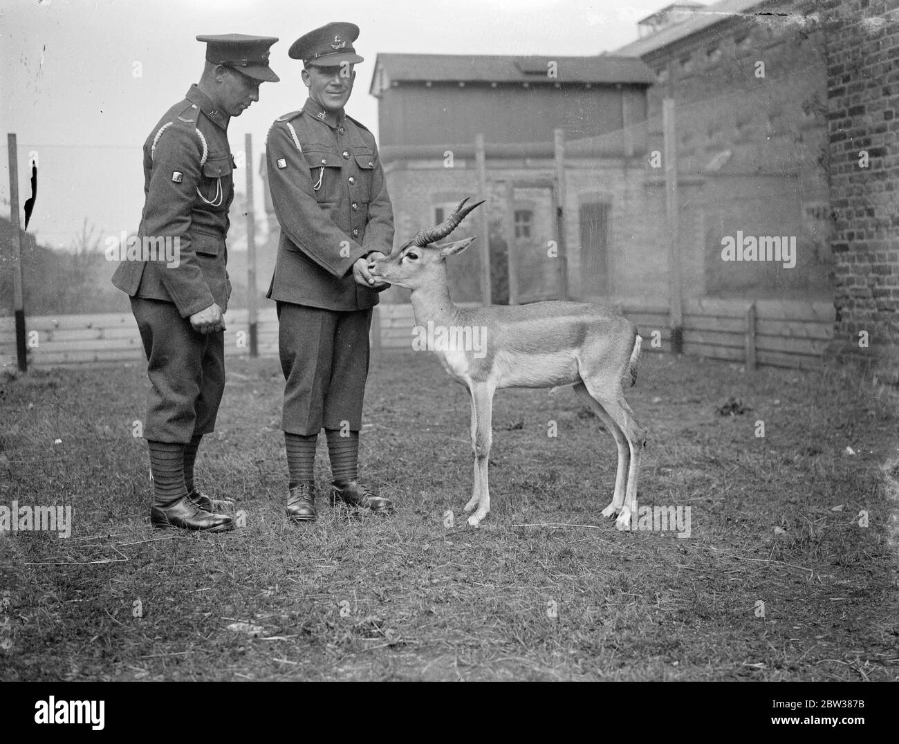 Antelope Mascot , identique à leur badge régimentaire . Le régiment du 2e Bataillon Royal Warwickshire , dont l'insigne est un antilope, a obtenu un antilope de buck du zoo de Londres pour leur mascotte , et il est entraîné à Woking , où le régiment est maintenant stationné , pour marcher à la tête des troupes . Il a été nommé Charlie et porte un manteau bleu orné de la crête régimentaire et d'un col blanc . Photos , Charlie étant conduit pendant son entraînement à Woking pour marcher avec les troupes . 10 mai 1934 Banque D'Images