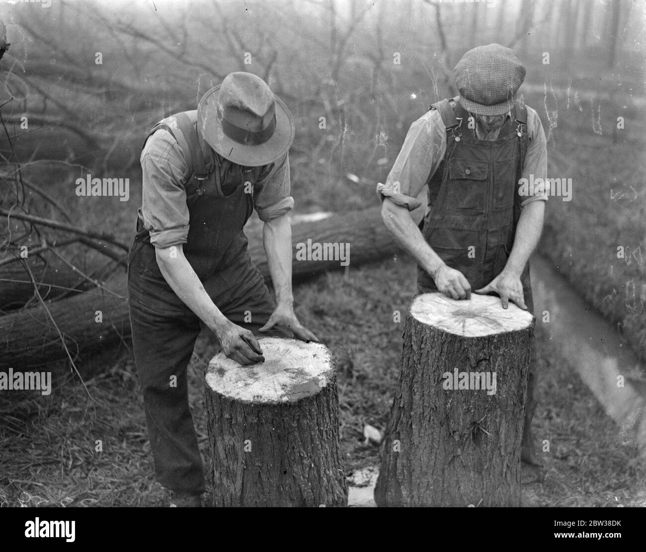 Préparation à l'abattage des arbres de saule roi pour faire des battes de cricket . Les hommes de Wealdstone sont en train de abattre et de couper des saules pour faire des battes de cricket en préparation pour la saison à venir . Les arbres sont coupés en rondins de 28 pouces de long - la taille d'une lame de batte de cricket - et puis divisés en lames ou ' Clefts ' . Chaque arbre fournit , en moyenne 30 chauves-souris . Photos montre ; marquage de la fin d'un journal dans les méflés avant la séparation . 2 janvier 1934 Banque D'Images