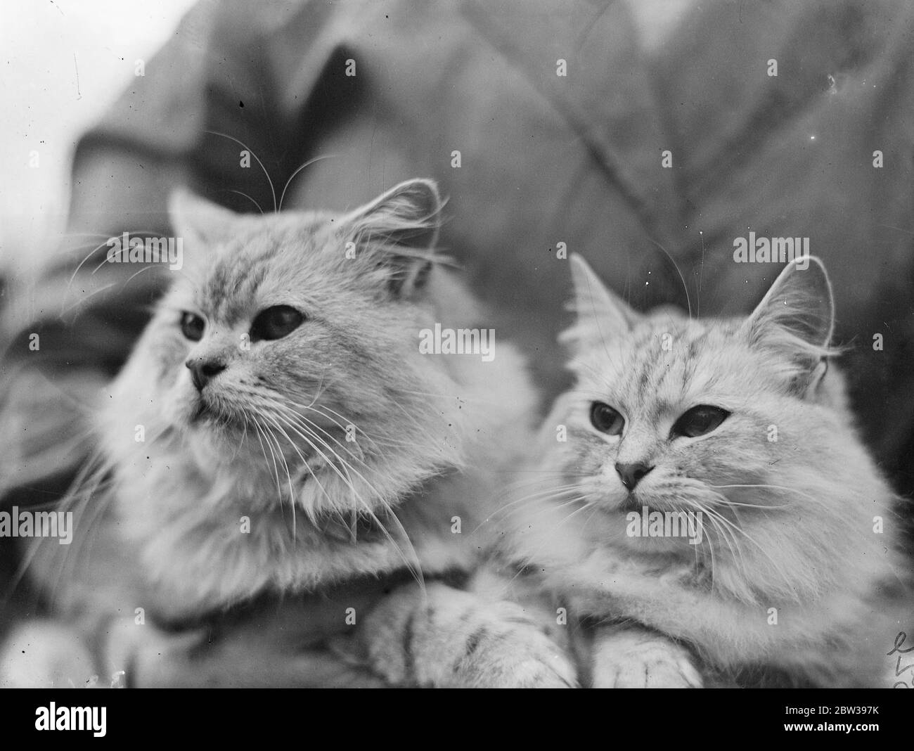 Prix remporté au Croydon Cat Club . Le championnat du Croydon Cat Club a eu lieu au Central Baths Hall , Croydon , Surrey . Photos ; Tuftti Tuft de Mme Ronald Bailey ( à gauche ) avec sa fille gagnante du prix Oonah d'Inverglory , propriété de Mme Soames au salon . 15 novembre 1933. 30s, 30s, 1930, 1930, 1930, trente, dix-neuf trente Banque D'Images
