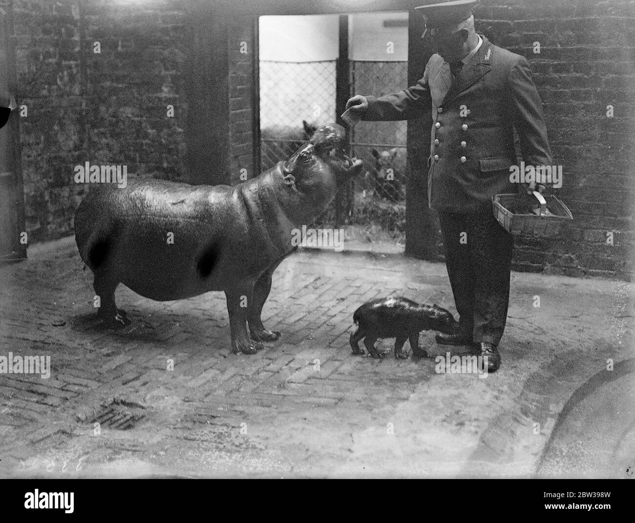 Bébé Pigmy hippo fait première apparition au zoo - né il y a six jours . Un hippopotame porcin , né au zoo de Londres il y a six jours à Diana , l'hippopotame de 35 ans , a fait sa première apparition . La nouvelle arrivée a été nommée Paddy . Photos , le bébé et sa mère , l'hippopotame de 35 ans , Diana 18 avril 1934 . 30s, 30s, 1930, 1930, 1930, trente, dix-neuf trente Banque D'Images