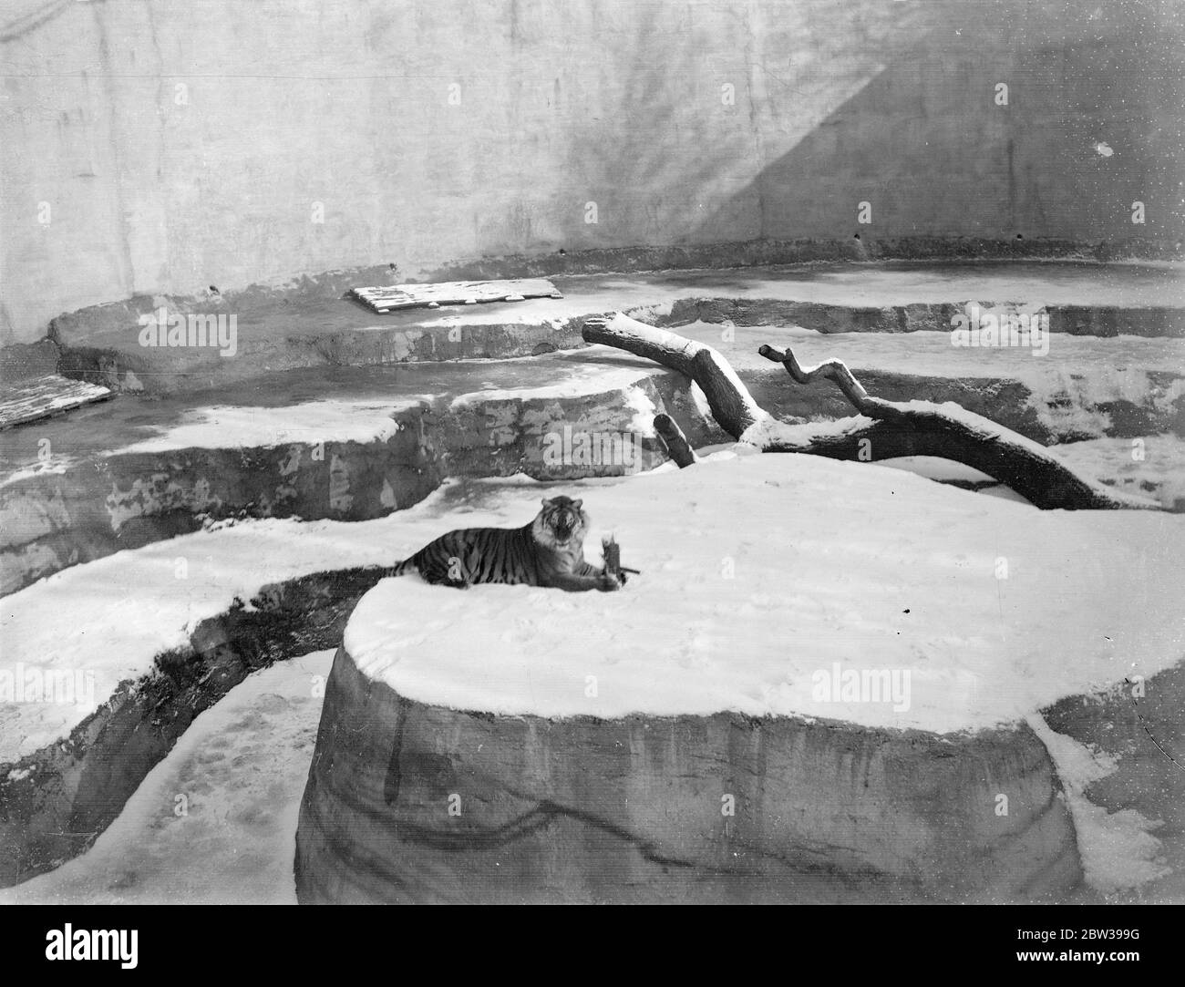 Rani le tigre de Whipsnade en jeu . Rani , le tigre au zoo de Whipsnade , en appréciant un jeu avec un pinceau donné par son gardien , dans l'enceinte enneigée de Whipsnade . 21 février 1933 3 30, 30, 30, 30, 30, 30, 30, 30, 30 Banque D'Images