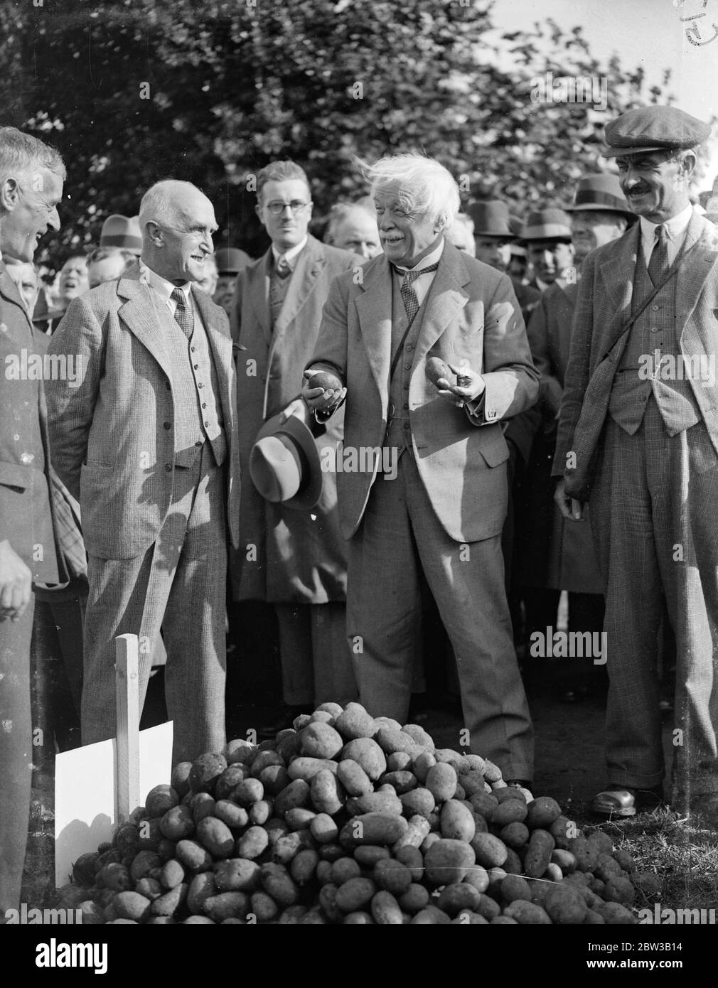 M. David Lloyd George , ancien premier ministre de la guerre et maintenant gentleman  Farmer , est montré en train de dijouer une partie de sa culture de pommes  de terre dans