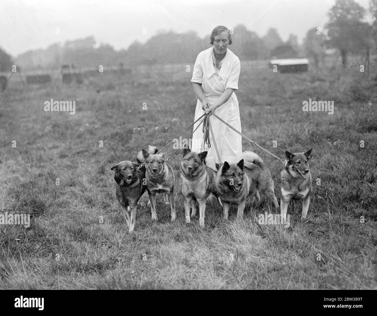 Préparation pour le spectacle Kennel Club à Crystal Palace , Londres . 9 octobre 1934 . Banque D'Images