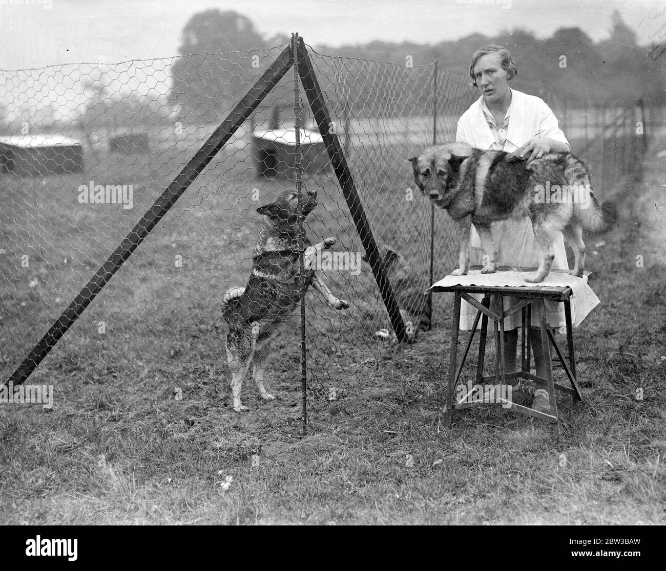 Préparation pour le spectacle Kennel Club à Crystal Palace , Londres . 9 octobre 1934 . Banque D'Images