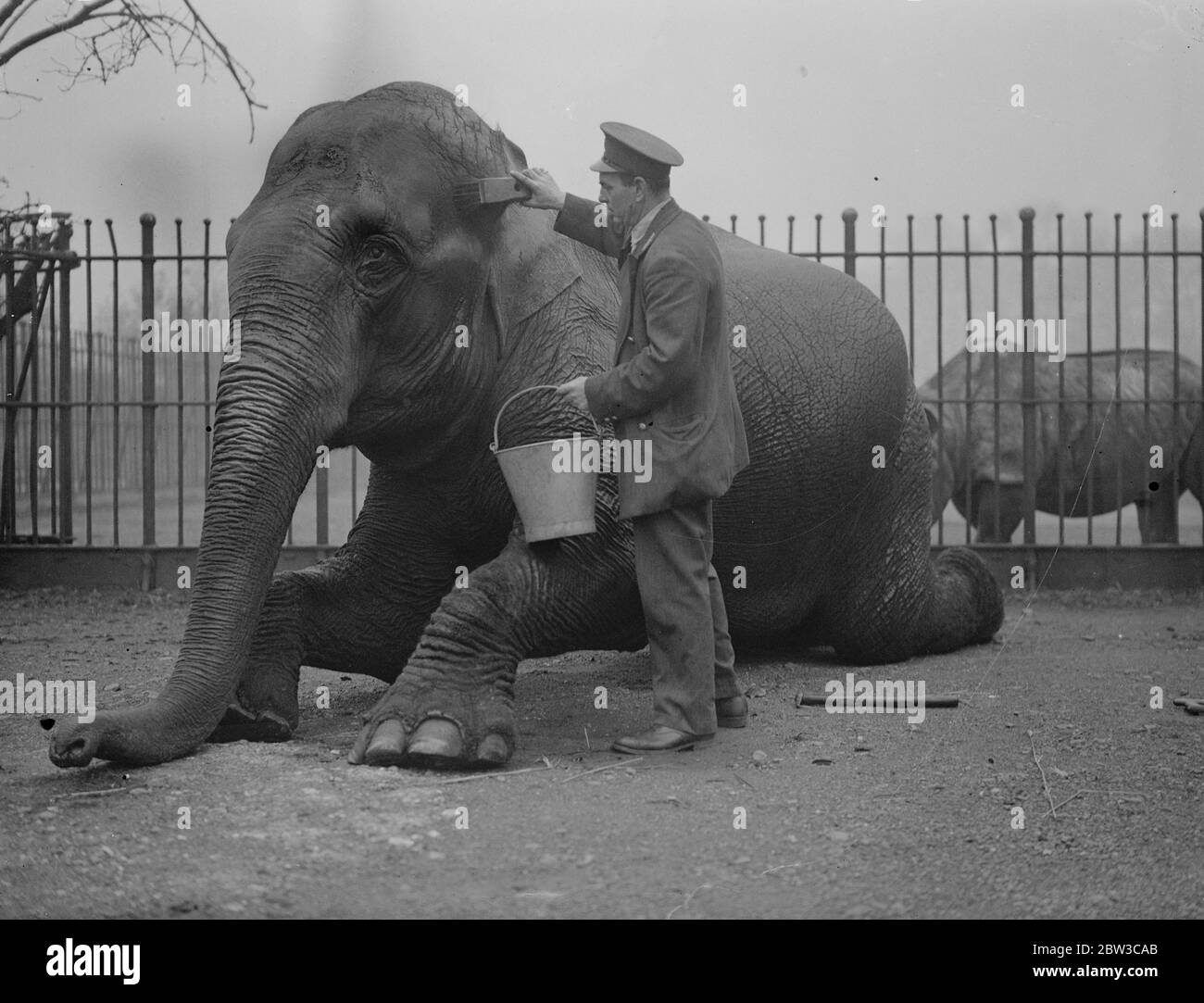 Zoo éléphant subit un traitement de beauté . 14 novembre 1934 Banque D'Images