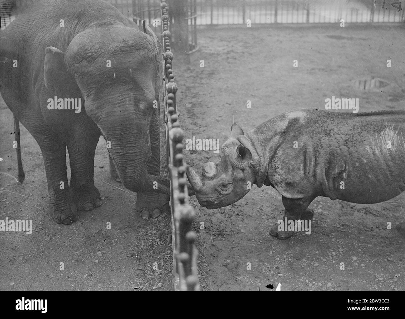 Photo Zoo . Un rhinocéros et un éléphant interagissent . 14 novembre 1934 Banque D'Images