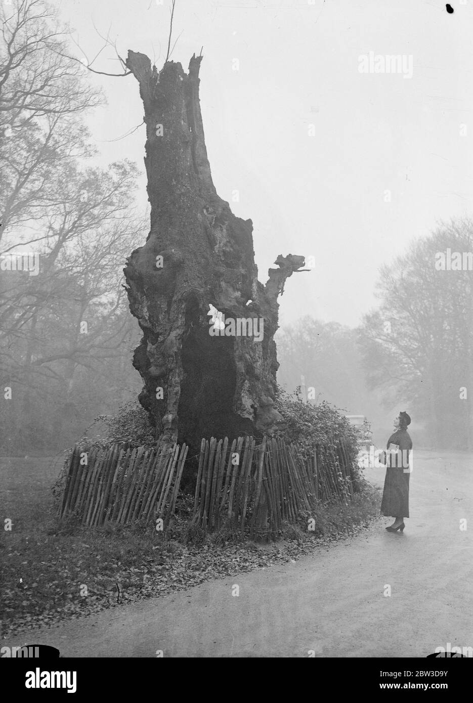 Latimer Oak dans le bois Hadley . Banque D'Images