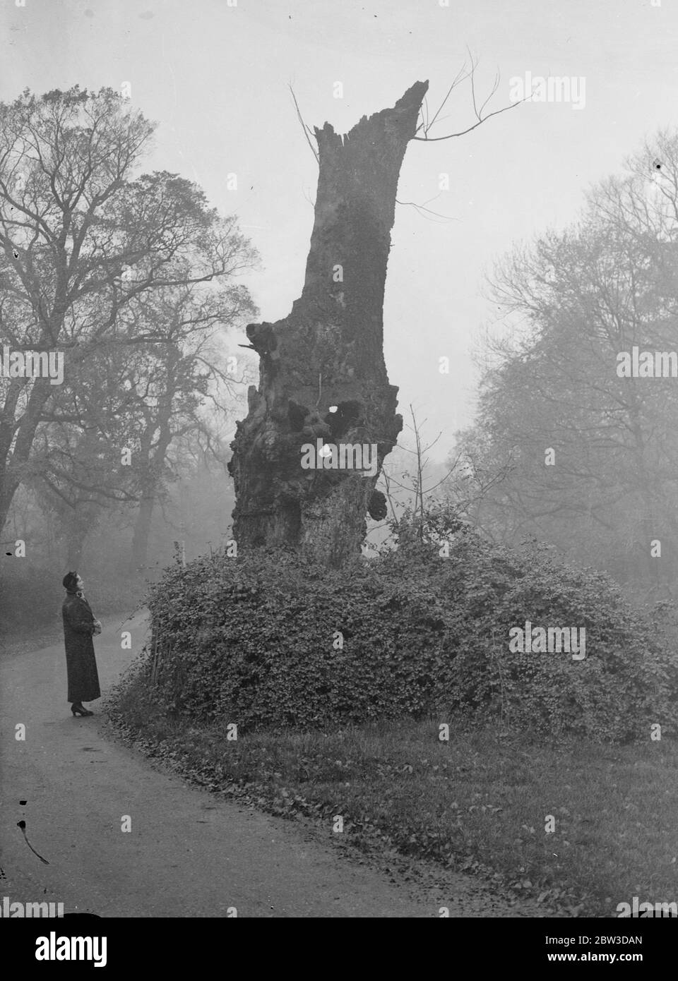 Latimer Oak dans le bois Hadley . Banque D'Images