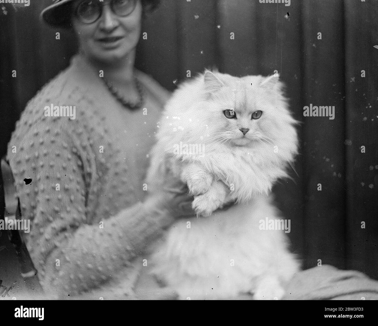 Chinchilla Cat fait une habitude de ' premières ' au Southern Counties Cat show . Photos , Mme R Davies avec son Chinchilla ' Davies Ancherin Jumbo ' . 23 janvier 1935 Banque D'Images