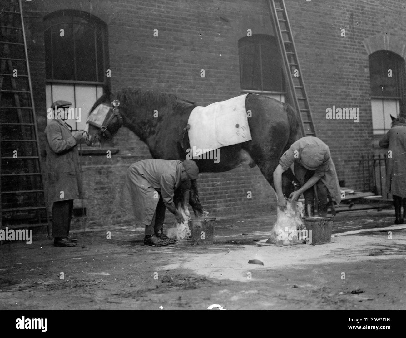 Arrivées pour le spectacle équestre Shire au Royal Agricultural Hall , Islington , Londres . Lavage d'un des chevaux à son arrivée pour le spectacle . 29 janvier 1935 Banque D'Images