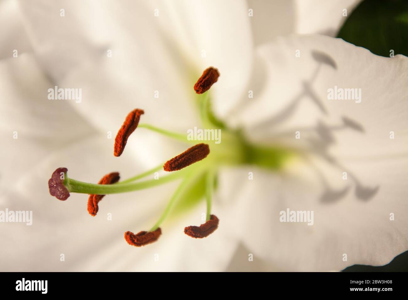 Vue pittoresque en gros plan d'un nénuphar blanc en pleine floraison. Banque D'Images