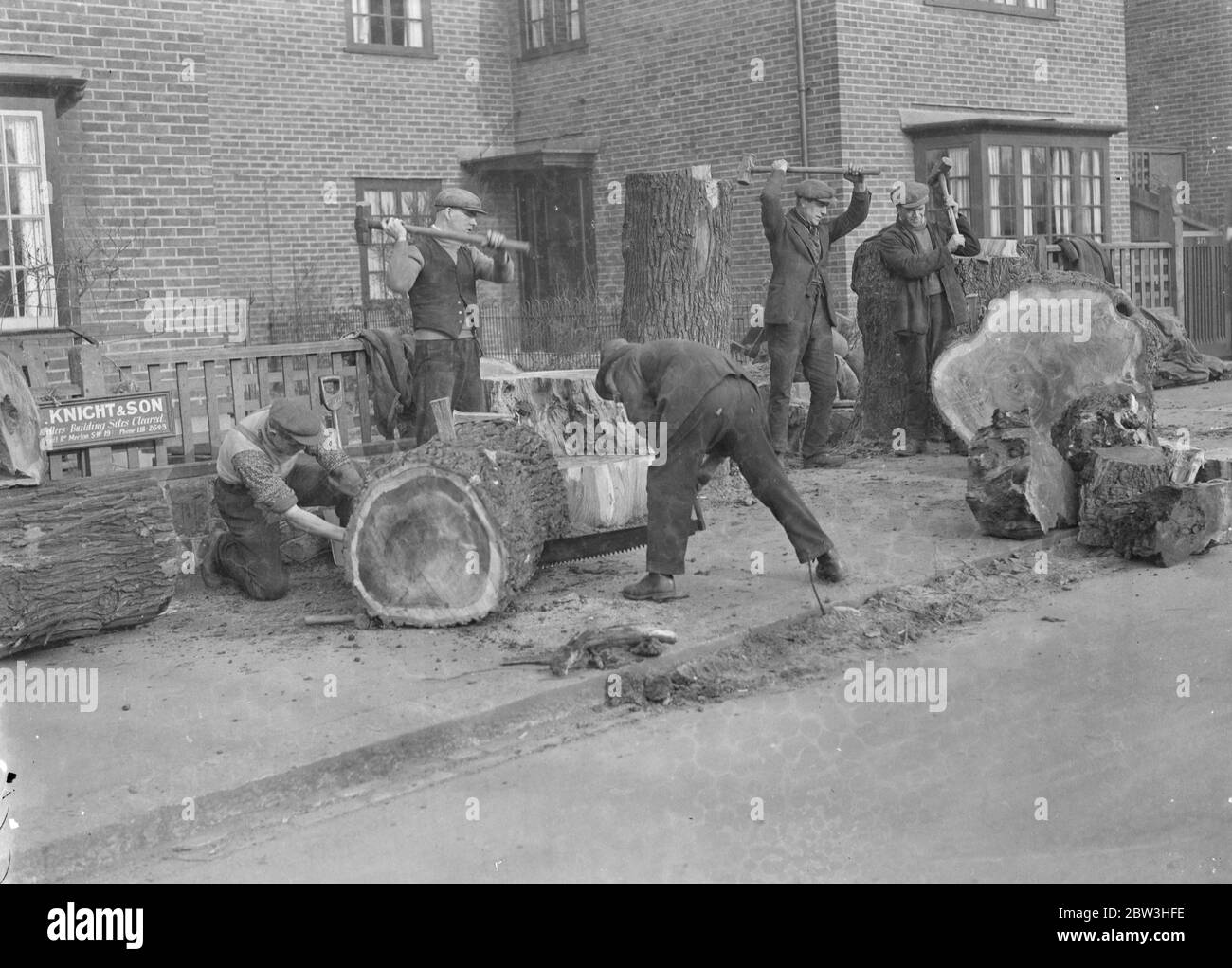 Des arbres Elm de trois cents ans sont abattus à Earlsfield . Ouvriers qui coupage les arbres d'orme de 300 ans . 9 février 1935 Banque D'Images