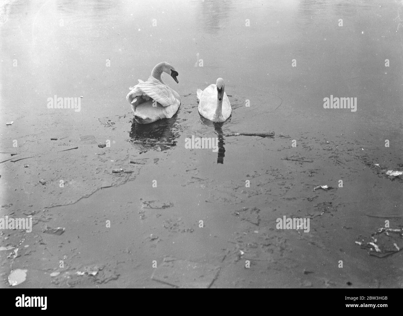 Les cygnes se sont gelés de leur maison dans le Kingsmere Pond sur Wimbledon Common . Ils essaient de retenir les ouvertures qu'il y a dans la glace en nageant autour . 9 février 1935 Banque D'Images