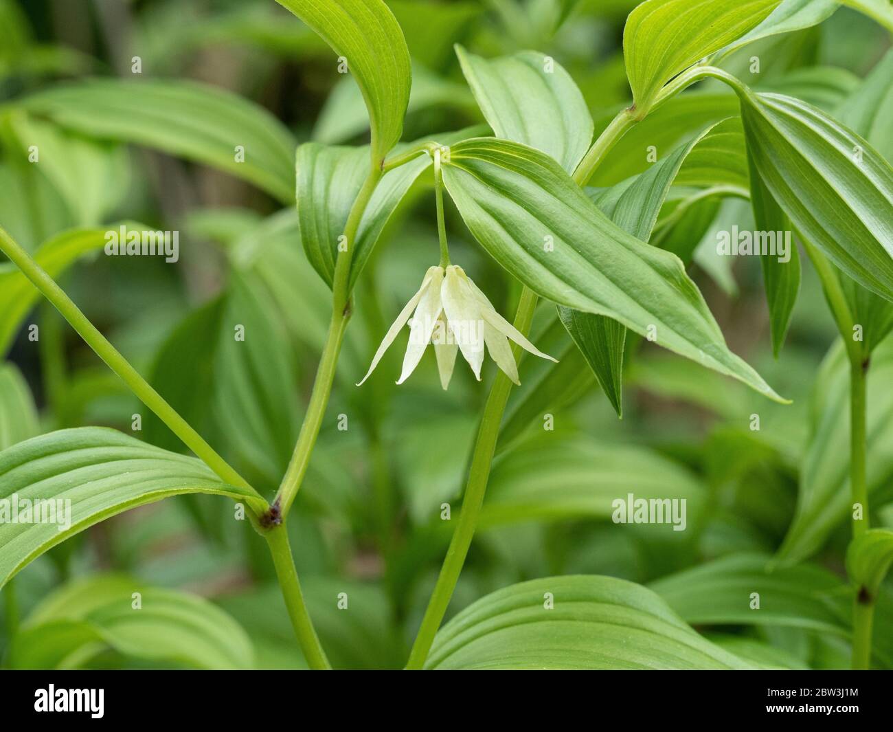Un gros plan de la délicate fleur blanche en forme de cloche de Disporum viridescens Banque D'Images