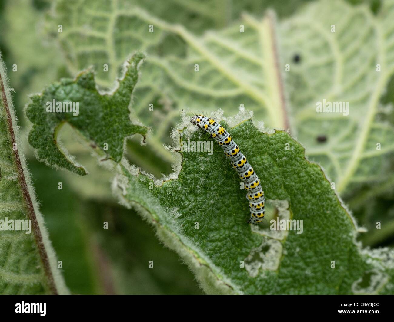 Un gros plan d'une chenille de la moigne de mulléine Cuculllia verbasci se nourrissant sur le feuillage de Verbascum Banque D'Images