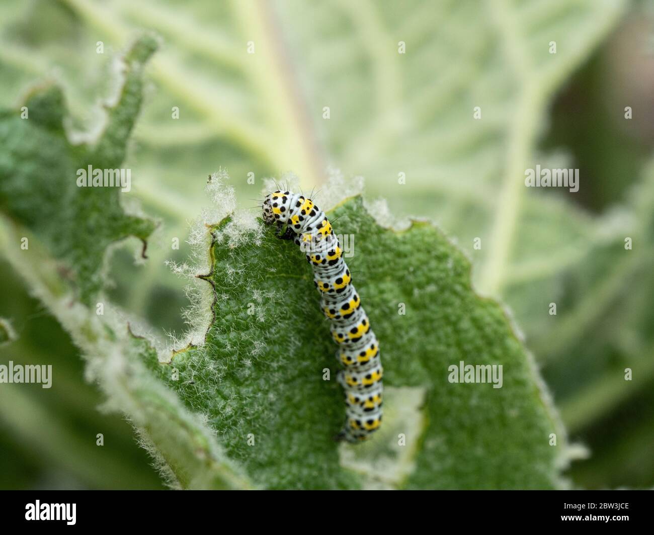 Un gros plan d'une chenille de la moigne de mulléine Cuculllia verbasci se nourrissant sur le feuillage de Verbascum Banque D'Images