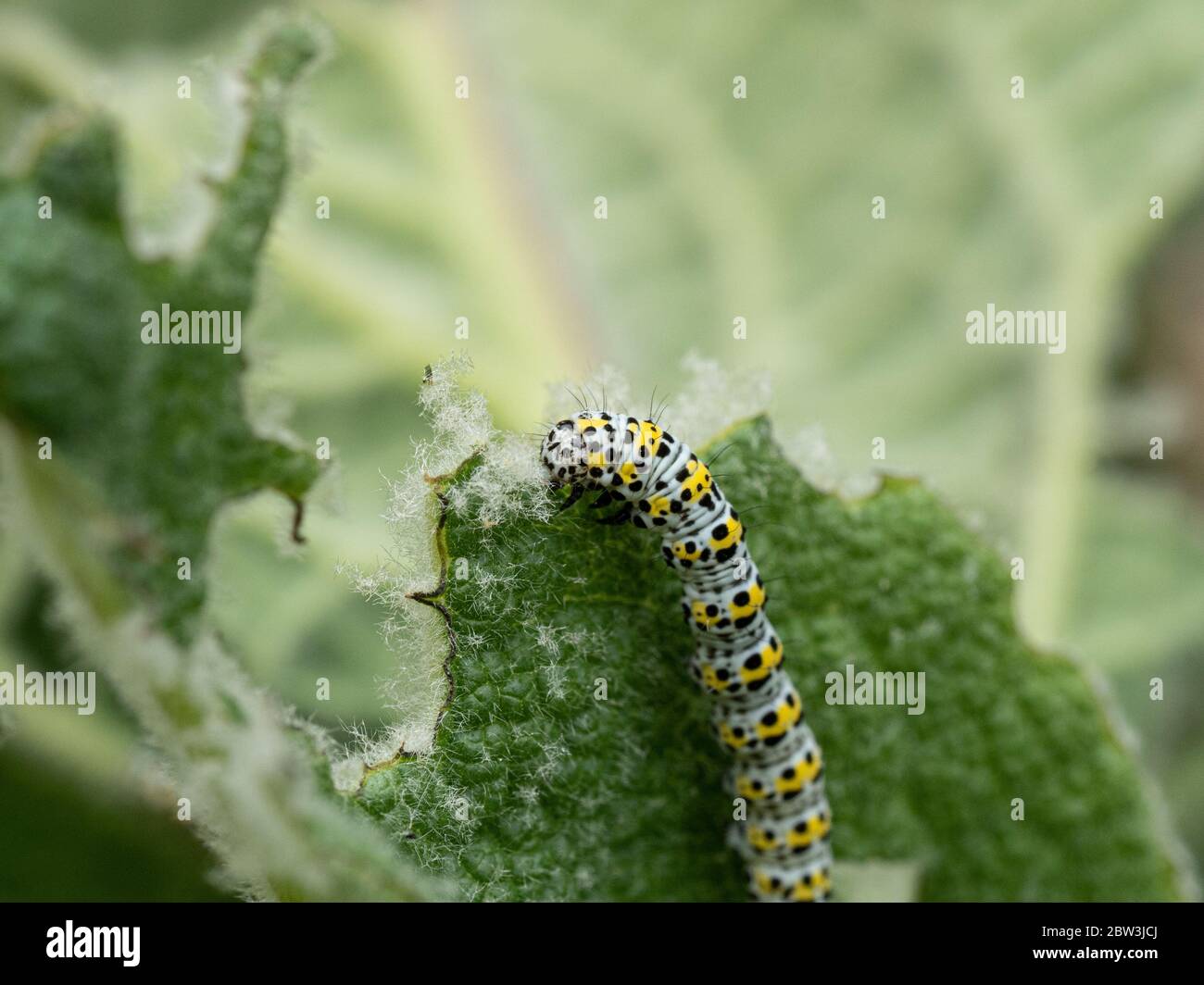 Un gros plan d'une chenille de la moigne de mulléine Cuculllia verbasci se nourrissant sur le feuillage de Verbascum Banque D'Images