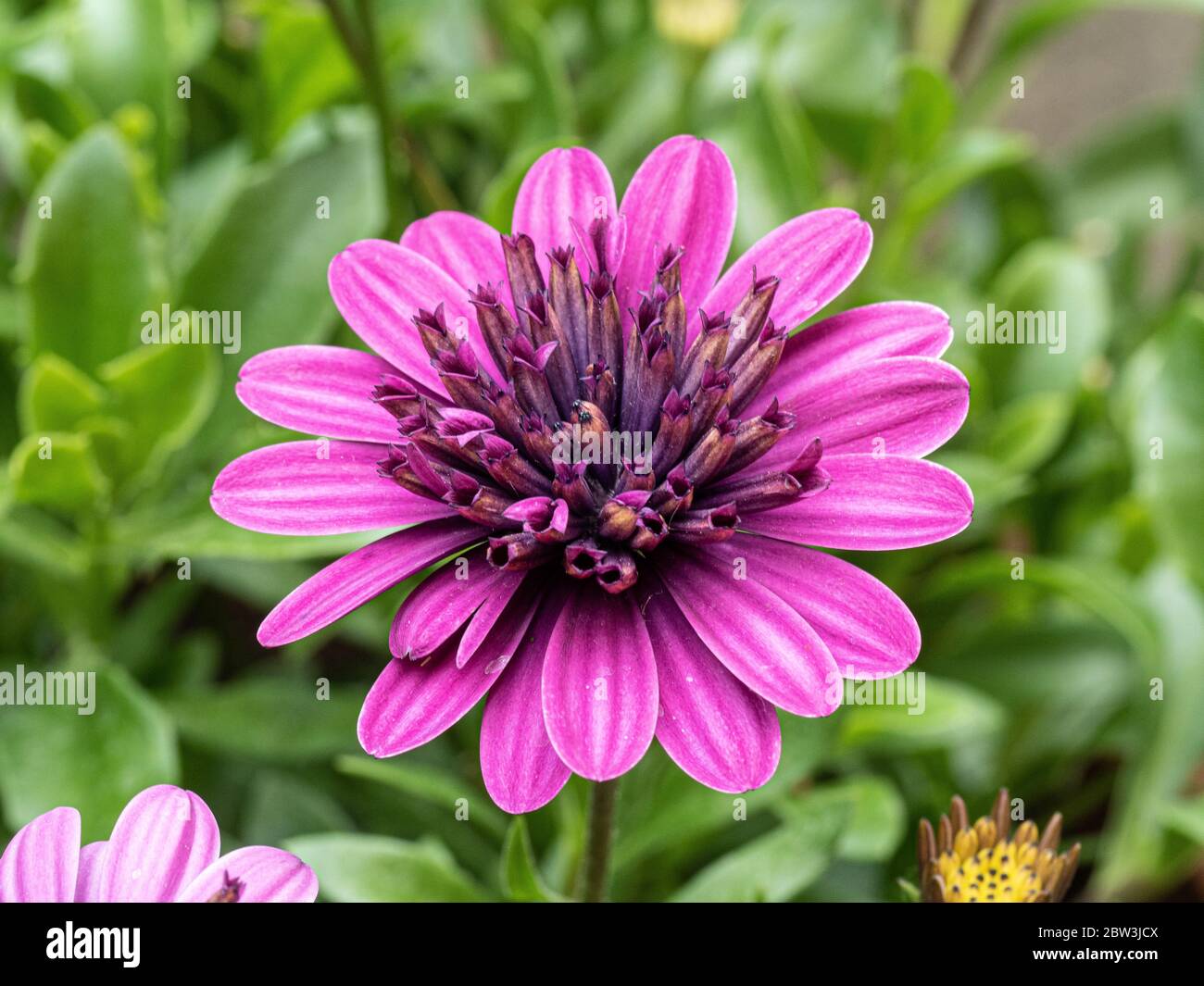 Un gros plan d'une fleur violette unique d'Osteosperum Erato Double Violet Banque D'Images