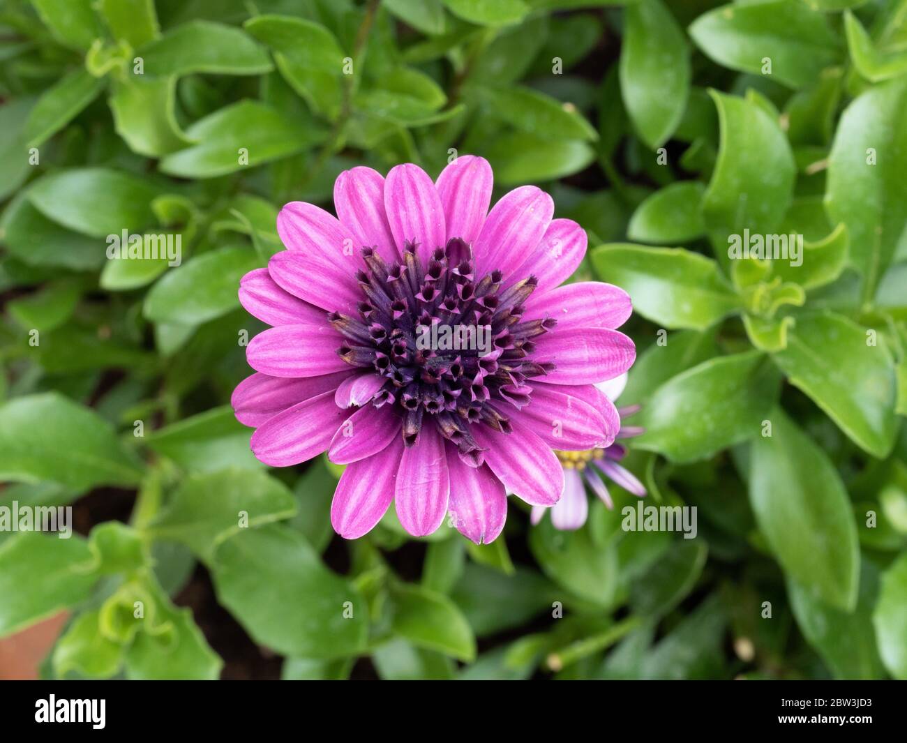 Un gros plan d'une fleur violette unique d'Osteosperum Erato Double Violet Banque D'Images