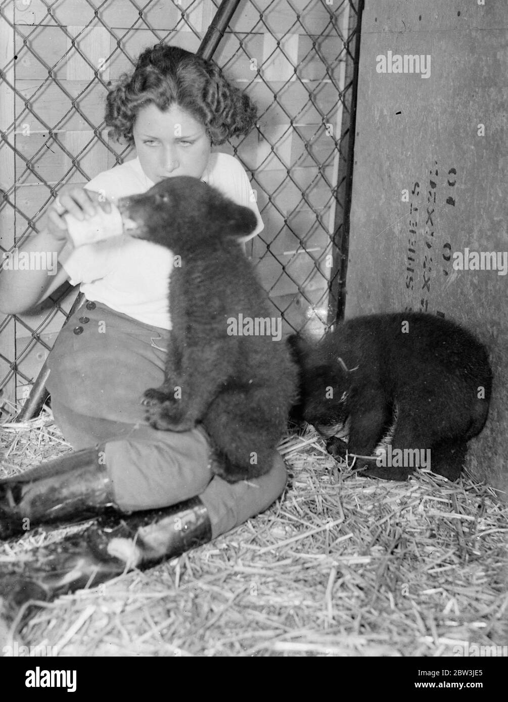 Les petits ours de huit semaines voyagent du Canada pour rejoindre le coin animaux du zoo . Cadeau de Toronto , élevé sur le lait . Deux petits oursons noirs qui ont voyagé tout le chemin du Canada viennent d'arriver au zoo de Londres et sont maintenant installés dans le coin des animaux . Ils ont huit semaines , ils ont été présentés par le zoo de Toronto et ont déjà été baptisés Peter et Paul . Les petits sont sous la garde de Mlle Beryl Hudson , une des filles assistants au coin des animaux , et ils ont une ration quotidienne de lait . Photos montre , un des oursons qui met un paw gourmand en pleine sq autes sur le tour de Miss Beryl Hudson Banque D'Images