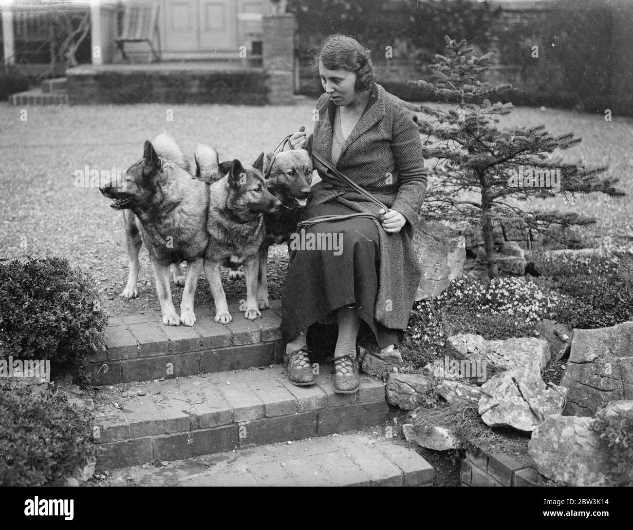 Elkhounds et lions chiens pour Olympia . Les chiens de lion Elkhounds et Rhodésiens Ridgeback sont en préparation par Mme Hamilton à Sarisbury , Southampton , pour l'ouverture du salon de chiens de championnat de l'association féminine chenil à Olympia Londres , mardi . Expositions de photos , Elkhounds et lions de chiens ( couleur claire ) à Sarisbury . 27 avril 1936 Banque D'Images