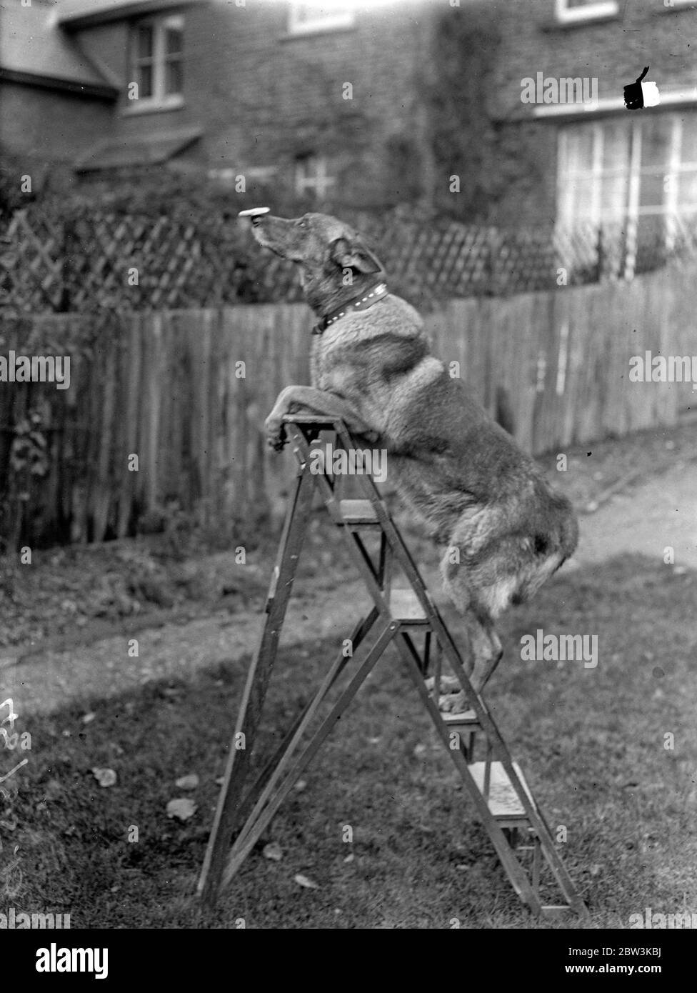 Le chien le plus intelligent du monde . Bob de Carmel , marche facilement vers le haut d'une échelle tout en équilibrant un disque sur son nez . 10 décembre 1935 Banque D'Images