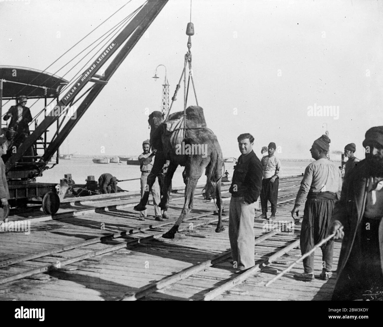 Les chameaux fot des troupes italiennes chargées dans le port syrien . Plus d'un millier de chameaux , achetés par le gouvernement italien des tribus désertiques de Syrie avant l'application des sanctions , ont été chargés à Tripoli , en Syrie , pour Nassau, le port érythréen , où ils seront envoyés aux troupes italiennes sur le front nord . Malgré les espoirs attachés aux forces mécanisées, les chameaux sont nécessaires à l'avance italienne et sont maintenant à la recherche de plus de quatre fois leur prix habituel . Seize livres sont maintenant demandés pour un animal normalement évalué à £ 4 . Photos , chargement d'un chameau à Tripoli Syrie , pour Nassau Banque D'Images