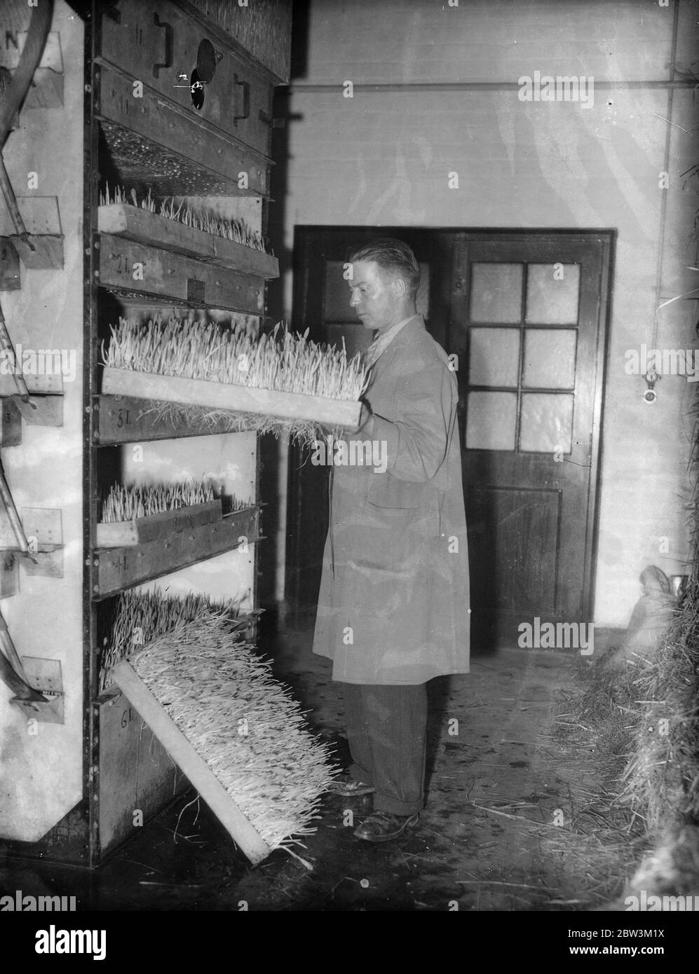 Le Royal vétérinaire College cultive des cultures pour fournir son propre fourrage par miracle scientifique . 17 juillet 1935 Banque D'Images