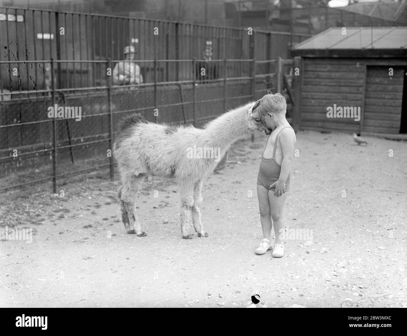 Molly Bebe Llama Du Zoo Aime Ses Visiteurs Molly Un Bebe Lama Ne Au Zoo De Londres En Janvier Acquiert Deja Un Repertoire De Tours Interessants Molly Bebe Llama Du Zoo Aime Ses Visiteurs Molly Un Bebe Lama Ne Au Zoo De Londres En Janvier Acquiert Deja Un Repertoire De Tours Interessants