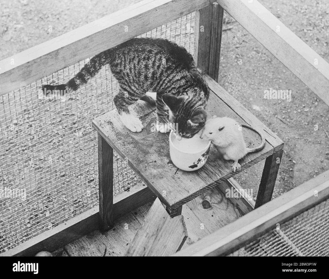 Le lion et l'agneau . Joue pour joue ce rat blanc et le chat d'animal de compagnie d'une famille Brooklyn , New York , bien que les ennemis traditionnels , semblent avoir oublié leurs différences de longue date et manger assez heureusement de la même cuvette . 20 novembre 1935 Banque D'Images