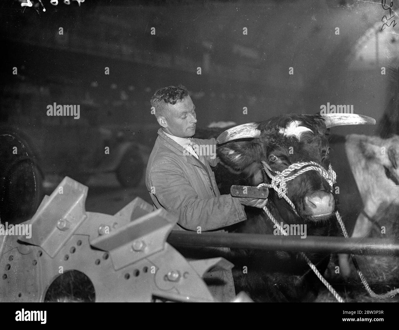 Le bétail du roi à Islington pour le spectacle Smithfield . Les troupeaux du roi ont remporté des champions au Royal Agricultural Hall , Islington , pour le spectacle du Smithfield Club , qui s'ouvre le 9 décembre . Photos , un Shorthorn de deux ans, entré par le roi , au Royal Agricultural Hall . 6 décembre 1935 Banque D'Images
