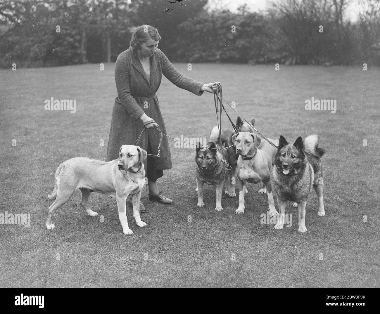 Elkhounds et lions chiens pour Olympia . Les chiens de lion Elkhounds et Rhodésiens Ridgeback sont en préparation par Mme Hamilton à Sarisbury , Southampton , pour l'ouverture du salon de chiens de championnat de l'association féminine chenil à Olympia Londres , mardi . Expositions de photos , Elkhounds et lions de chiens ( couleur claire ) à Sarisbury . 27 avril 1936 Banque D'Images