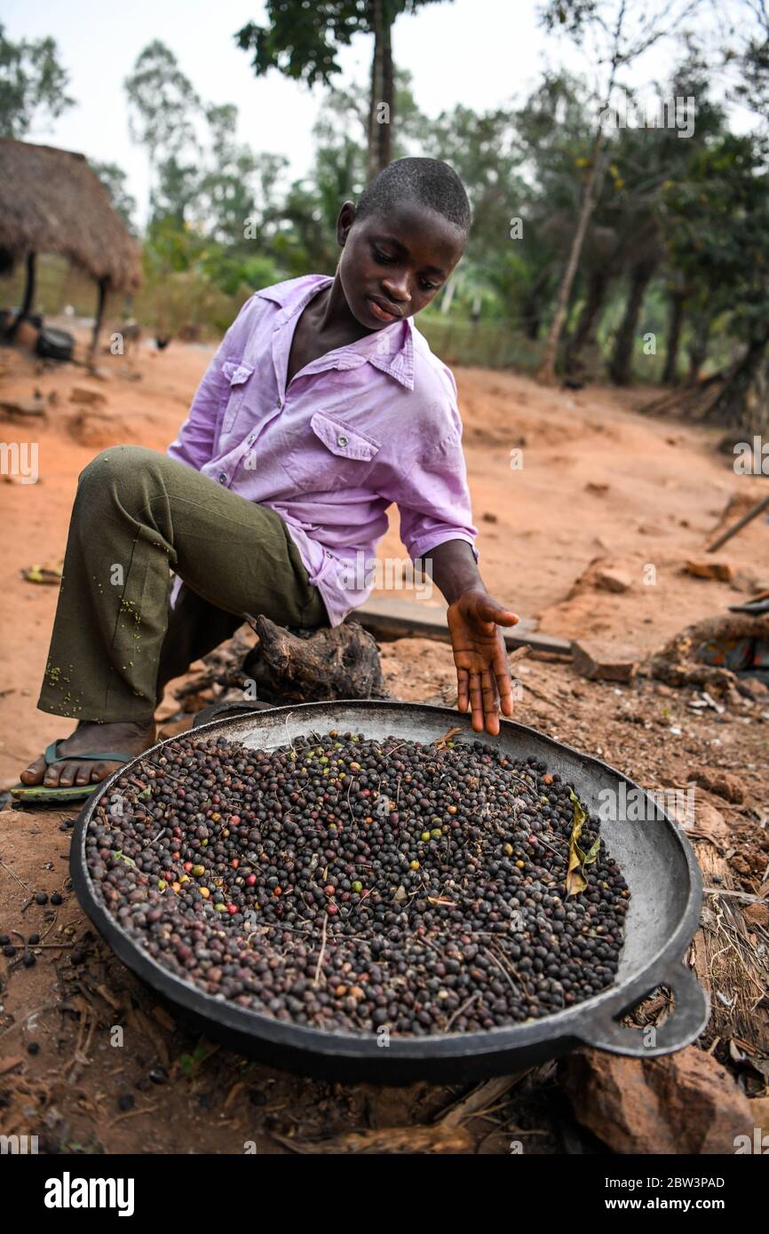 Afrique, Afrique de l'Ouest, Togo, Kpalime. Un jeune homme montre les grains de café dans un plateau Banque D'Images