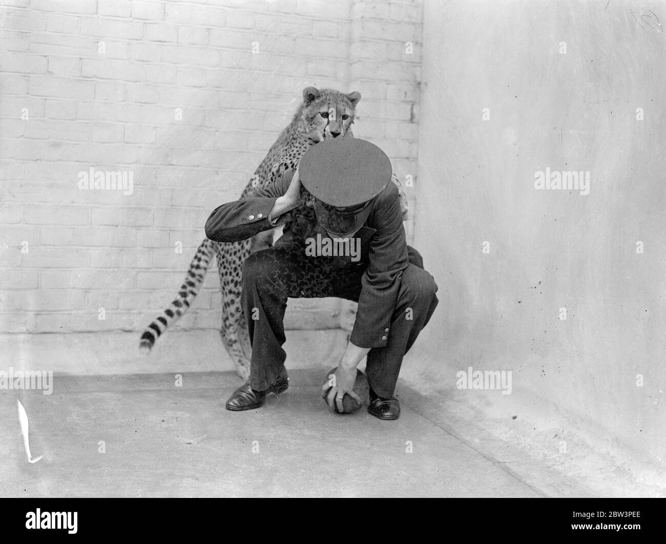 Booxing Betty , guépard du zoo , transforme le gardien en partenaire de parcage . ' Boxe Betty ' , un cheetah vieux d'un an est une nouvelle attraction au zoo de Londres . Quand le gardien entre dans sa cage , Betty adopte , sur quatre pieds , l' attitude du boxeur transporteur , encerclant avec vigilance . Soudain, elle s'attaquera à la mime autour des genoux dans la mode de lutte approuvée . Betty aime mordre mais ses dents ont jamais marqué n'importe qui . Elle est également heureuse si son gardien va la rouler sur le sol et la ponmmel elle . Photos montre , Betty varie sa tactique et fait un avion de l'arrière . 8 mai 1936 Banque D'Images