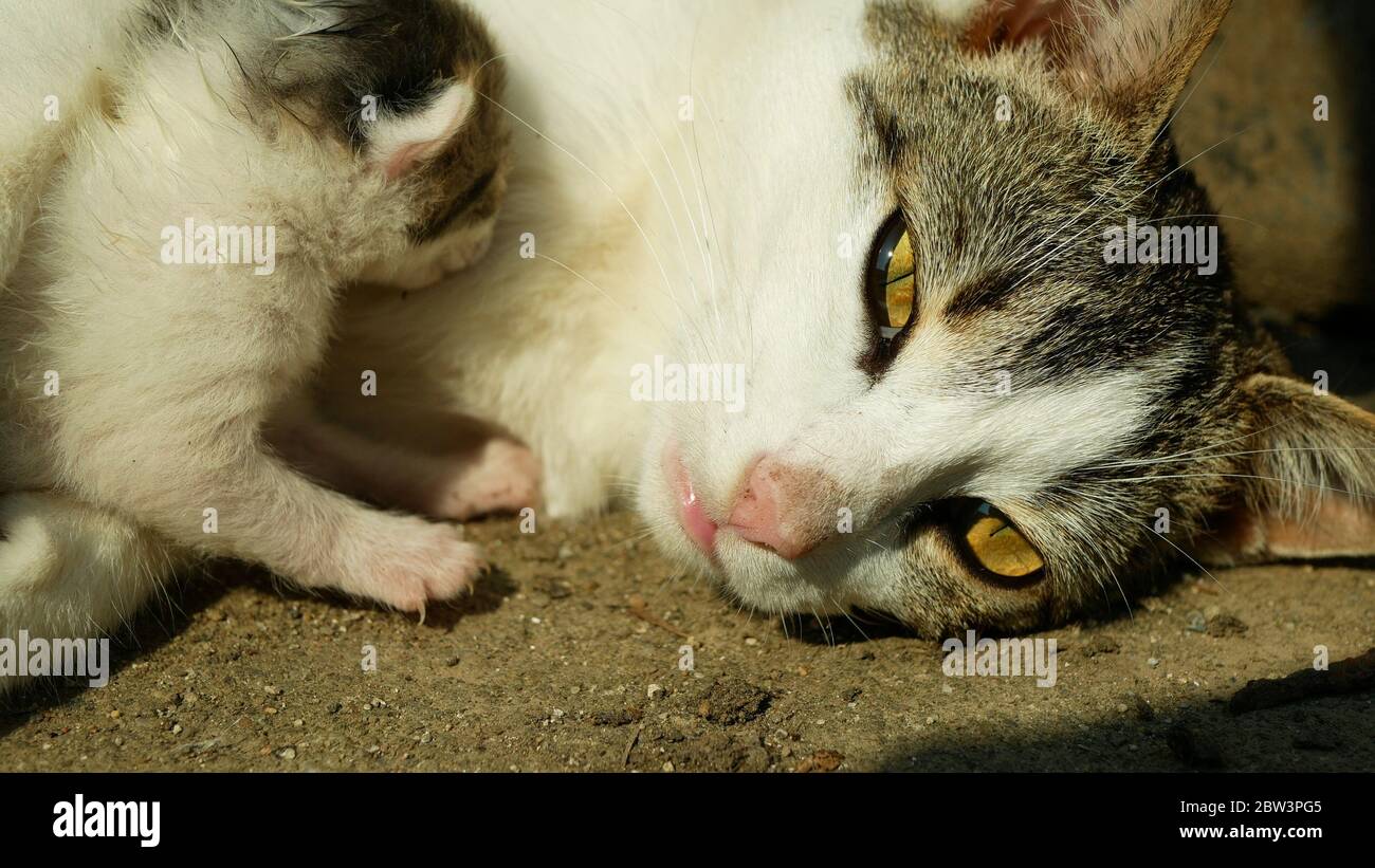 Tabby Chat Avec Un Petit Chaton Nouveau Ne Aveugle Dans La Cour Du Village Yeux Jaune Femme Mere Village Rural Espace Printemps Temps De Vie En Mai Mignon Photo Stock Alamy
