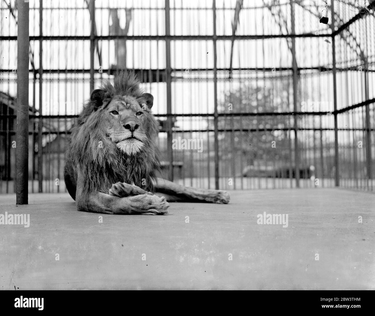 La paternité est un alésage , pense Jock . Jock , le fier père des deux nouveaux oursons de lion au zoo de Londres , se rend lazly présentable avant d'aller voir sa progéniture . 11 mai 1936 Banque D'Images