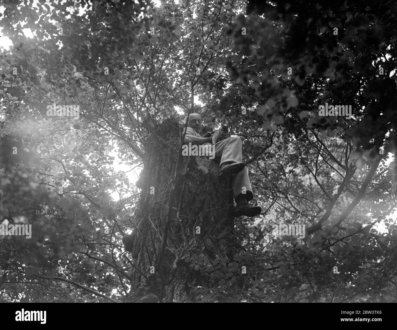 Cinq chatons nés à Crow ' s West à Morden . L'ex-homme naval monte à 30 pieds par jour pour aider la famille échouée . Snugley abrité dans le tronc creux d'un arbre brisé , une famille de chatons âgés de deux semaines vit dans un nid de corbeau à trente pieds au-dessus du sol dans le George Inn Woods , Morden . M. J W Maryay , un ancien militaire de 53 ans handicapé , de Green Lane , Morden , est venu au retour de la mère , grimpant l'arbre quotidiennement pour nourrir sa famille . Il trouve son entraînement naval utile dans son ascension quotidienne et a l'intention de faire de la famille un arrière-pays. Photos , M. J W Harvey avec la mère du k Banque D'Images