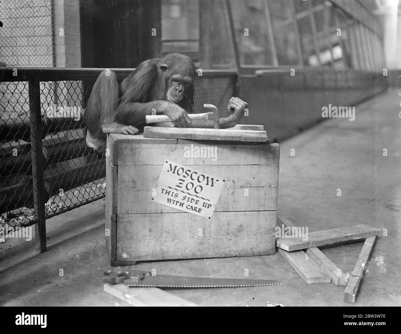 Mary Anne fait ses propres quartiers de voyage London Zoo Chimpanzee aller à Moscou . Mary Anne , le chimpanzé du zoo de Londres qui fait partie du consigment à envoyer au zoo de Moscou en échange des animaux requis par Londres , s'assure que ses quartiers de voyage seront confortables . Elle prend la main dans sa propre affaire de voyage ! Photos : Mary Anne au travail avec un marteau . 17 août 1936 Banque D'Images