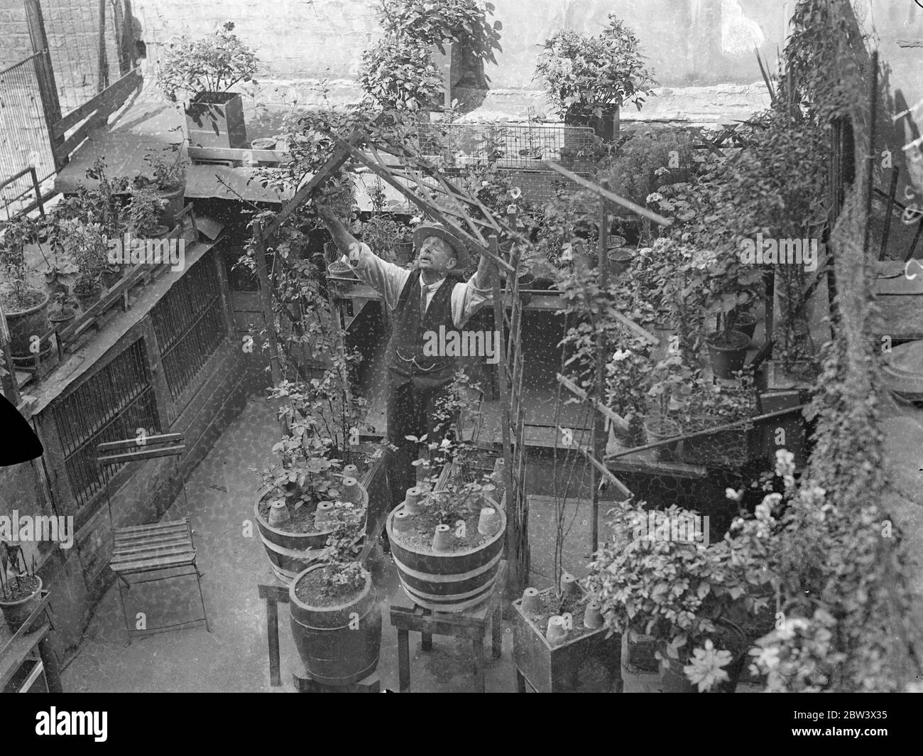 Londoner cultive UN beau jardin dans une cour d'Asphalt . M. William Henfrey de la rue Cromer , Kings Cross , a un jardin plein de fleurs - mais pas de sol ! Son jardin est juste une cour asphaltée . Les fleurs sont en pots - presque deux cents d'entre elles - placés sur des chenils vides. La cour est surmontée de hauts murs et de grands, des cheminées fumant , mais fuchsias , dahlias , geraniums et boutons-pression fleurissent . Poissons d'or et carpe hollandaise nagent dans un aquarium et les roses grimpent autour d'une arche trelish . Le moule utilisé par M. Henfry dans ses pots qu'il a acheté dans une haversack de Hillingdon , Middlesex . Banque D'Images