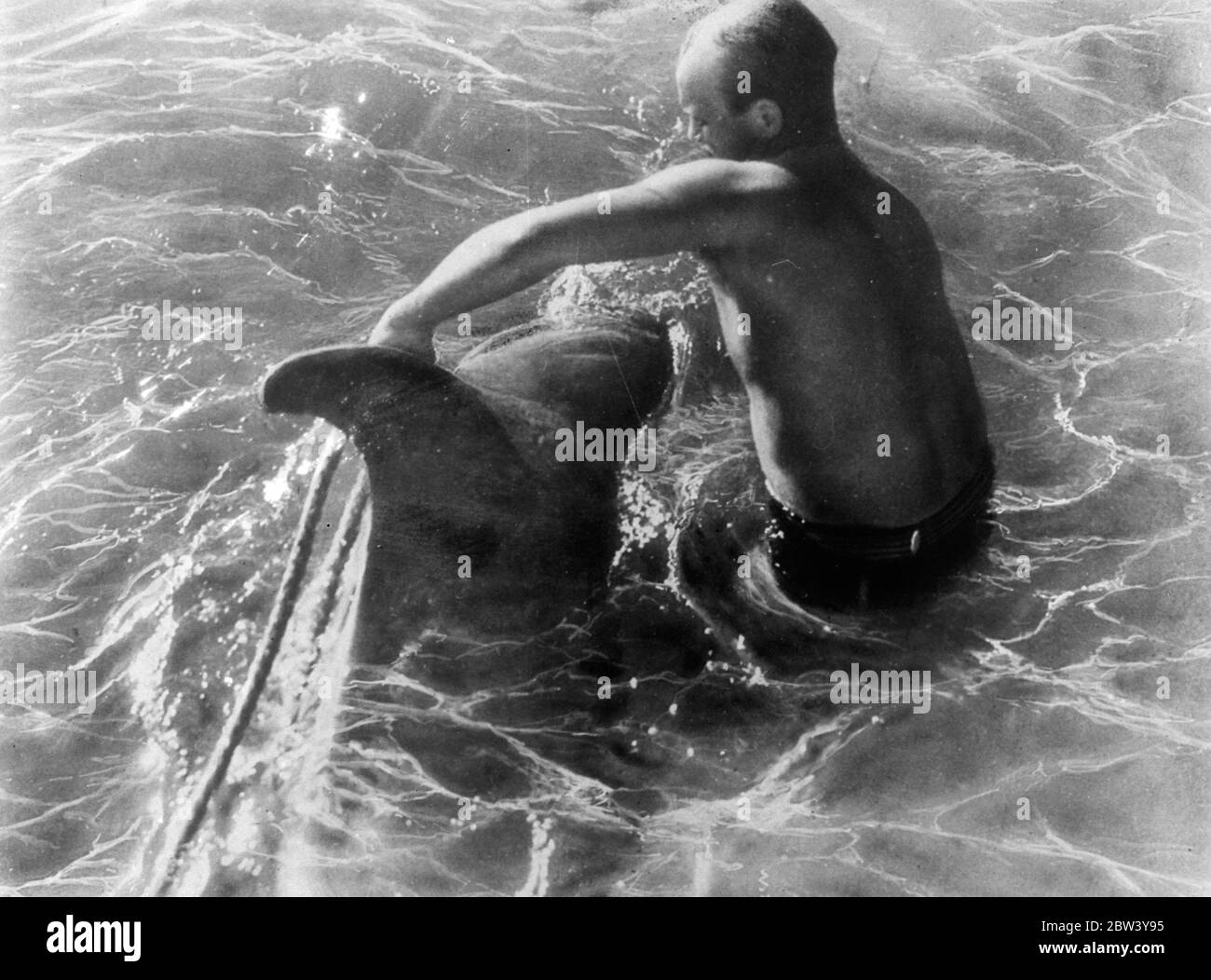 Magnifiquement construit, le capitaine Wallace Caswell, âgé de 26 ans, suit la profession la plus périlleuse du monde. Il combat et tue les requins pour leur vie, et dans cette série de photos sans précédent, il est montré dans un combat en haute mer avec le requin monstre. Nageur merveilleux, Caswell a d'abord enseigné à combattre les requins dans leur propre élément quand ils ont arraché et détruit ses filets de pêche. Il a deux méthodes de tuer - par le couteau et en faisant se faire des bras dans les branchies et en les noyant. Bien qu'il ait de nombreuses rencontres avec les monstres, le capitaine Caswell n'a été blessé que deux fois, mais il porte un argent Banque D'Images
