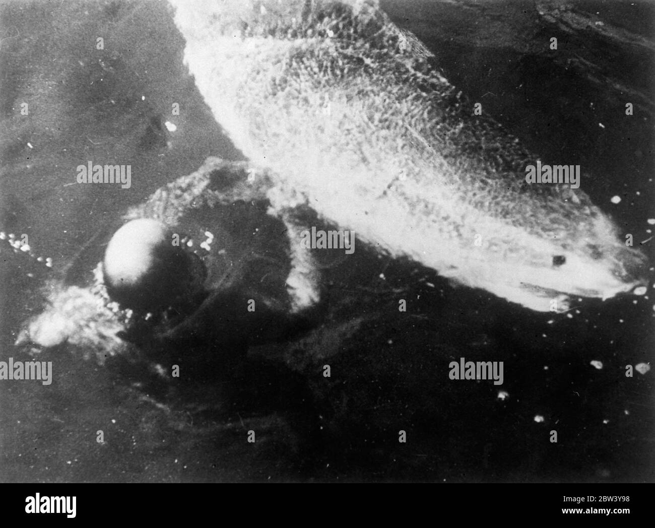 Magnifiquement construit, le capitaine Wallace Caswell, âgé de 26 ans, suit la profession la plus périlleuse du monde. Il combat et tue les requins pour leur vie, et dans cette série de photos sans précédent, il est montré dans un combat en haute mer avec le requin monstre. Nageur merveilleux, Caswell a d'abord enseigné à combattre les requins dans leur propre élément quand ils ont arraché et détruit ses filets de pêche. Il a deux méthodes de tuer - par le couteau et en faisant se faire des bras dans les branchies et en les noyant. Bien qu'il ait de nombreuses rencontres avec les monstres, le capitaine Caswell n'a été blessé que deux fois, mais il porte un argent Banque D'Images