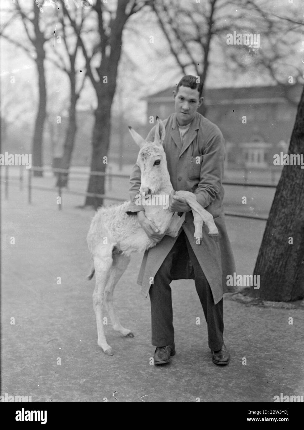 Le bébé du zoo Onegar a huit semaines. Rocket, le bébé vinaigre du London Zoo a exactement 8 semaines. Il a été élevé sur la bouteille. Pour un cadeau d'anniversaire, il a été emmené pour une promenade par le gardien C Hersey. Spectacles photo: Lance-roquettes pour sa marche d'anniversaire avec le gardien C heresy. 24 février 1937 Banque D'Images