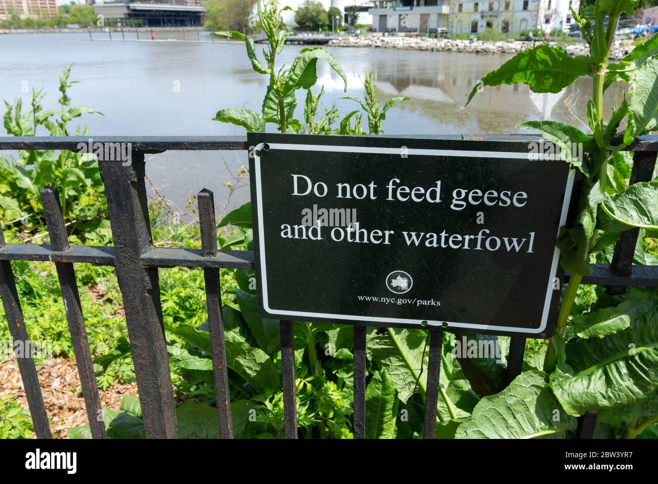 Un panneau dans le parc Inwood Hill demande au public de ne pas nourrir les oies et autres oiseaux aquatiques. Les oies sont considérées comme une nuisance dans les parcs de New York Banque D'Images