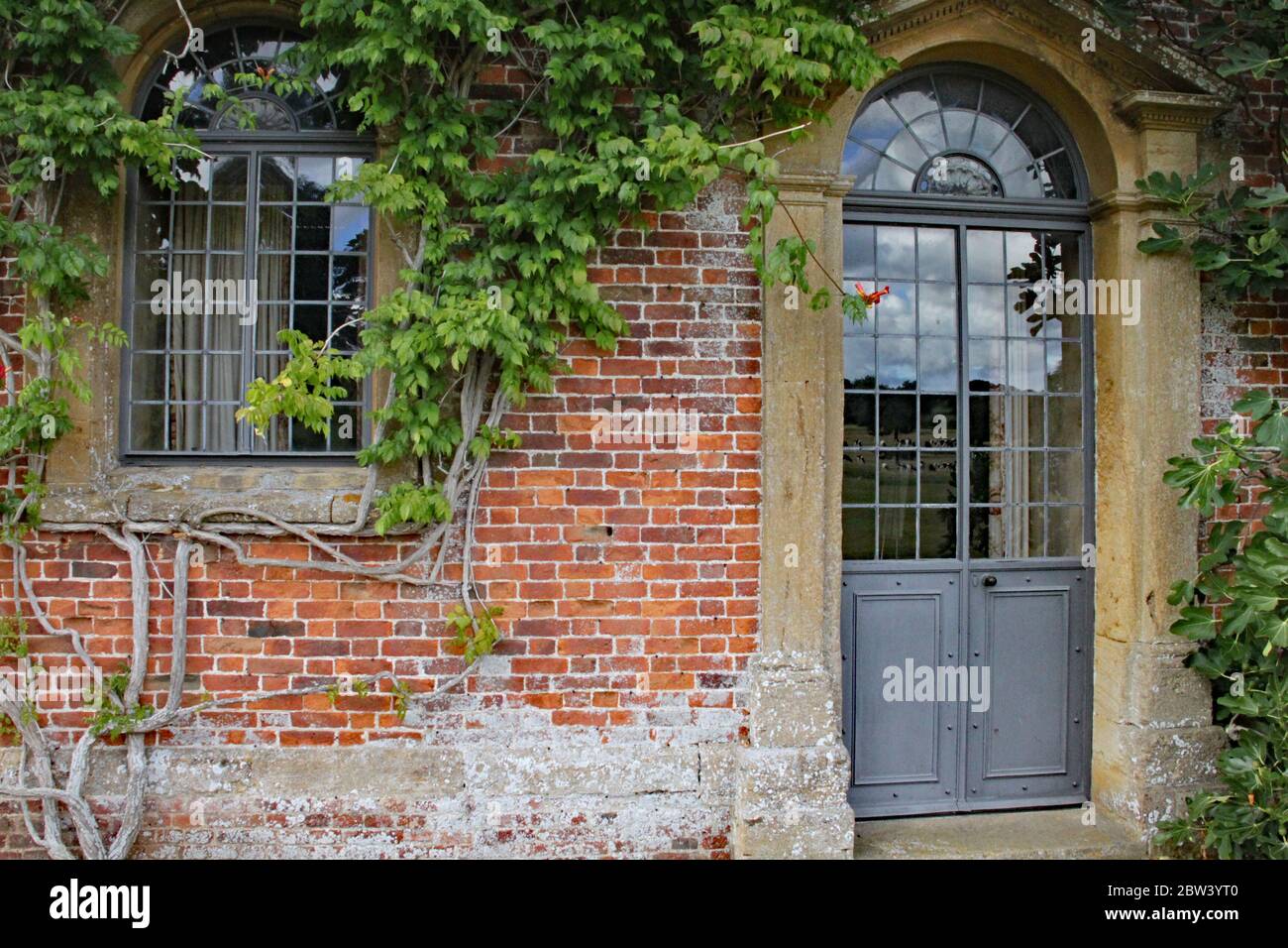 L'usine de figuiers grimpant monte sur le mur d'une maison de campagne anglaise Banque D'Images