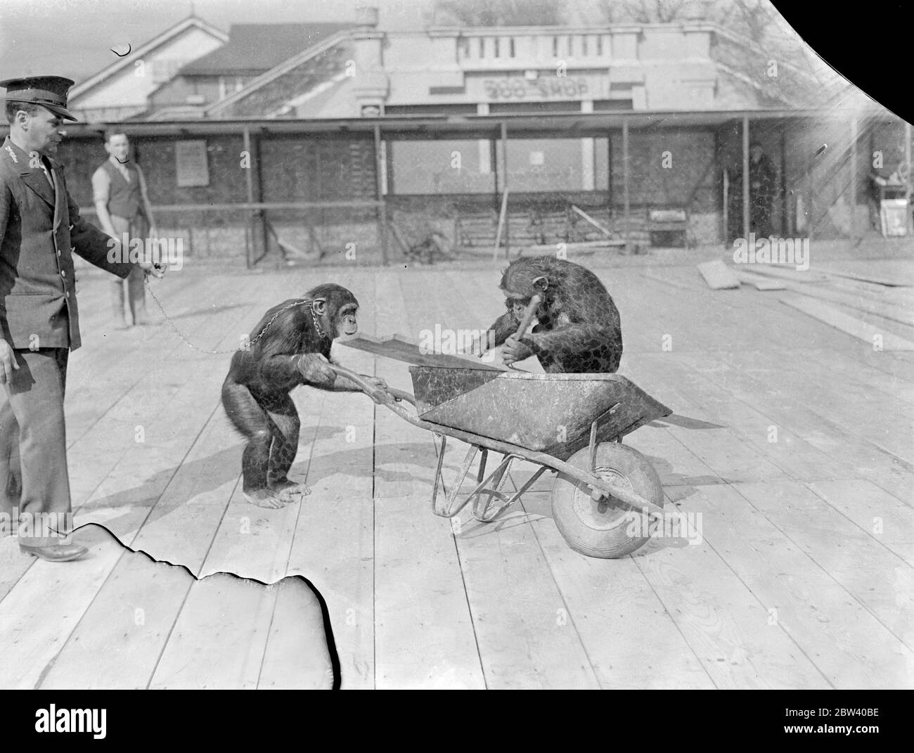 Les chimpanes aident avec les animaux de compagnie le nouveau plancher de Corner . Recevoir l'assistance ' Jackie et Peter , les chimpanzés , les ouvriers posant un nouveau plancher en bois, les animaux d'angle au zoo de Londres . Le coin doit rouvrir le 1er mai , lorsque les jeunes visiteurs seront de nouveau autorisés à jouer avec les animaux . Comme le montre , Jackie ( à droite ) chargement du bois dans une brouette comme Peter attend de pousser loin . 12 avril 1937 Banque D'Images