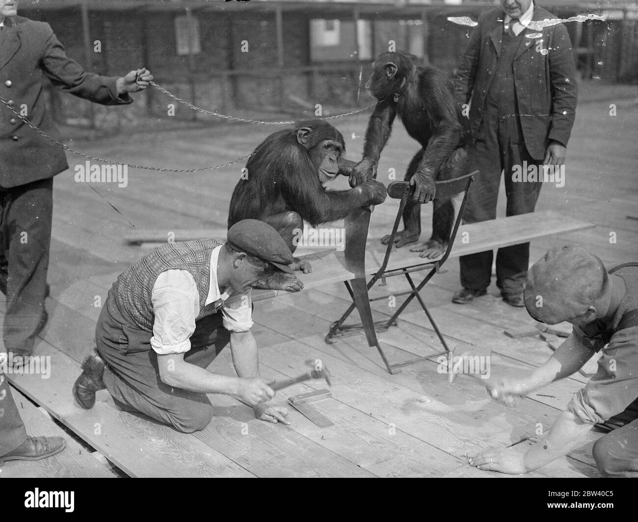 Les chimpanes aident avec les animaux de compagnie le nouveau plancher de Corner . Recevoir l'assistance ' Jackie et Peter , les chimpanzés , les ouvriers posant un nouveau plancher en bois, les animaux d'angle au zoo de Londres . Le coin doit rouvrir le 1er mai , lorsque les jeunes visiteurs seront de nouveau autorisés à jouer avec les animaux . Comme le montre , Jackie ( à gauche ) et Peter s'affairez avec une plaie comme les ouvriers ont posé un nouveau plancher en bois dans le coin des animaux . 12 avril 1937 Banque D'Images
