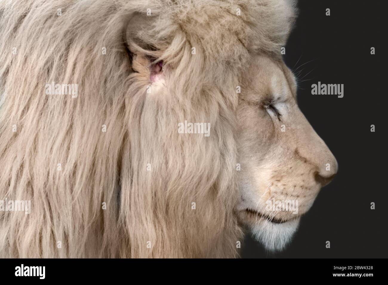 Portrait De Lion Blanc Profil Vue De Pres Isolee Droite Avec Arriere Plan Noir Animaux Sauvages Gros Chat Yeux Fermes Photo Stock Alamy Portrait De Lion Blanc Profil Vue De Pres Isolee Droite Avec Arriere Plan Noir Animaux Sauvages Gros Chat Yeux Fermes Photo Stock Alamy