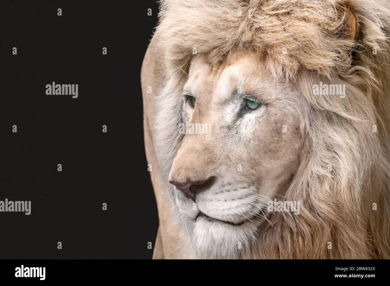 Portrait de lion blanc, en gros plan isolé à gauche avec fond noir. Animaux sauvages, gros chat, yeux ouverts Banque D'Images