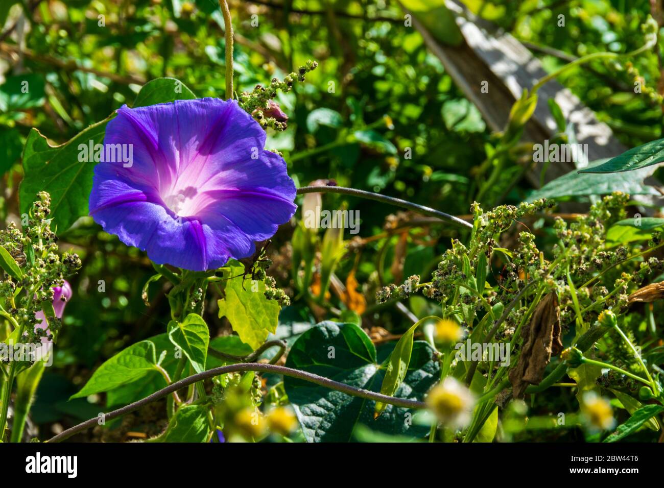 Belle fleur de gloire du matin violet, Batatilla, Ipomoea violacea Banque D'Images